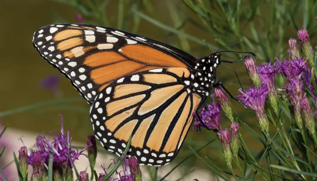 Attract Pollinators to your Garden