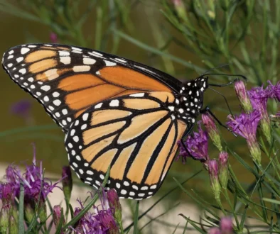 Attract Pollinators to your Garden