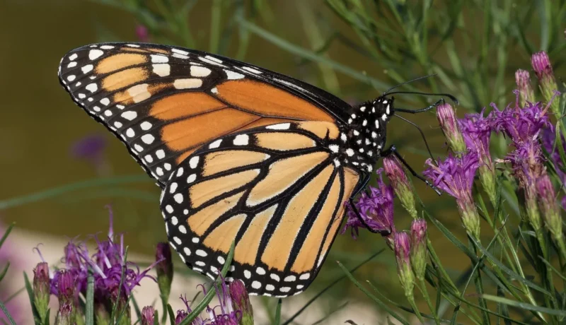 Attract Pollinators to your Garden