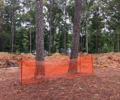 Best Practices for Preserving Trees in Construction Zones