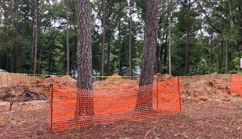 Best Practices for Preserving Trees in Construction Zones