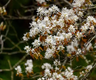 Best Trees for Attracting Bees and other Pollinators