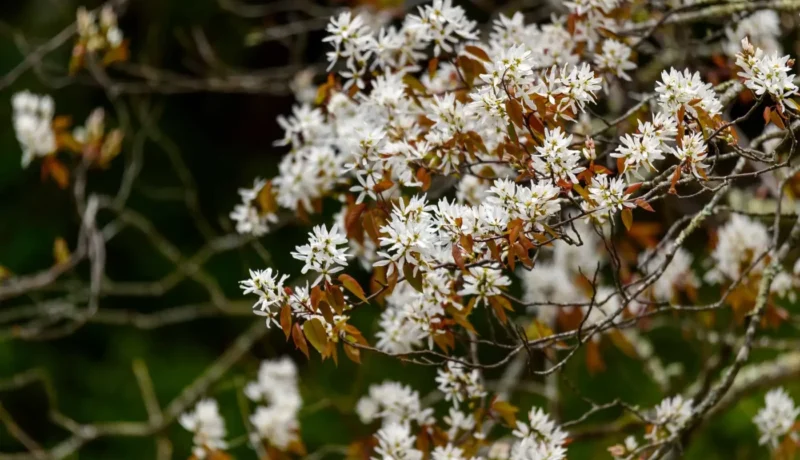 Best Trees for Attracting Bees and other Pollinators