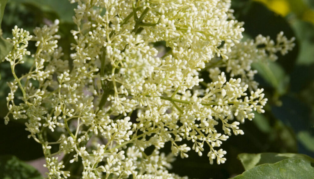 Best Trees for a Small Front Yard Johnson-ops-tree-care