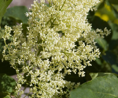 Best Trees for a Small Front Yard Johnson-ops-tree-care