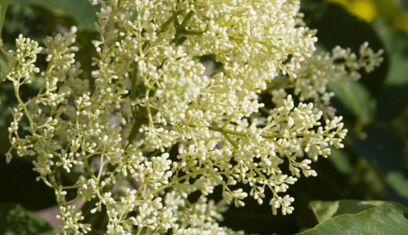 Best Trees for a Small Front Yard Johnson-ops-tree-care