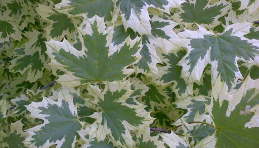 How do I Care for my Variegated Maple