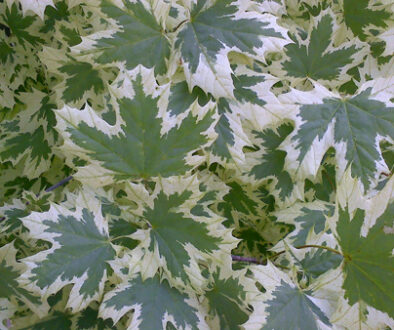 How do I Care for my Variegated Maple