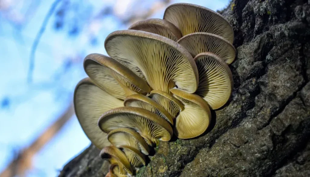 Signs of a Stressed Tree