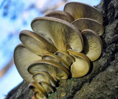 Signs of a Stressed Tree