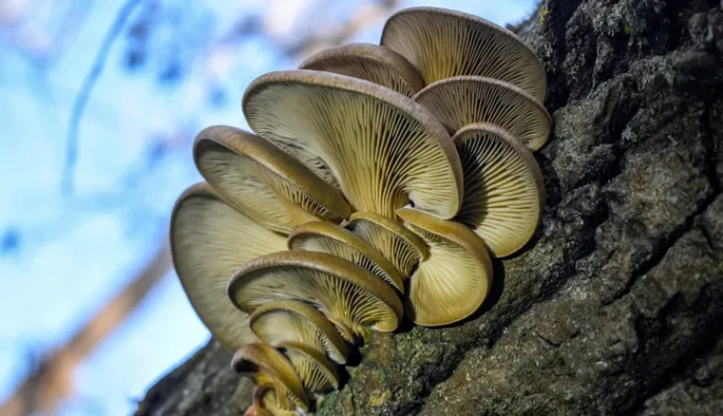 Signs of a Stressed Tree