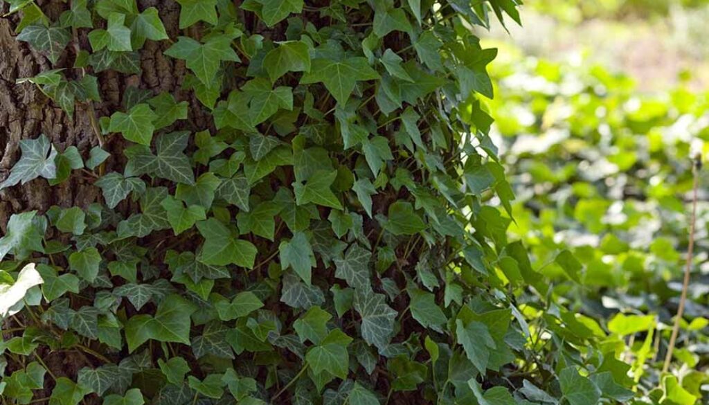 The Impact of Ivy on Trees