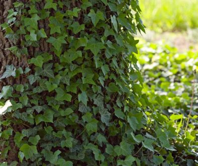 The Impact of Ivy on Trees