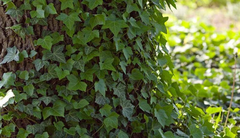 The Impact of Ivy on Trees