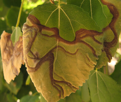 Understanding Leaf Scorch