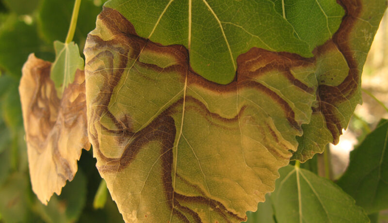 Understanding Leaf Scorch