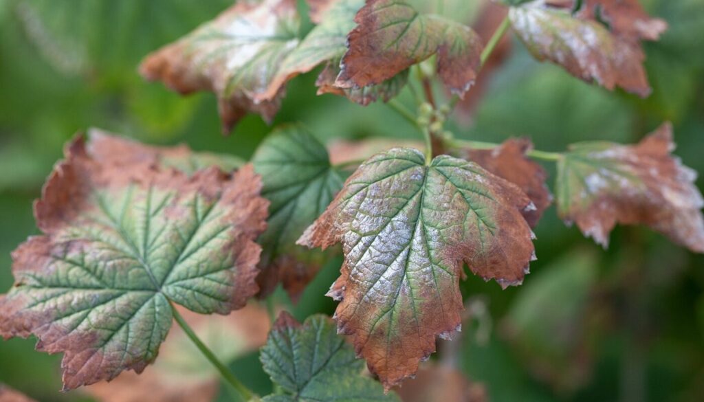 Verticillium Wilt