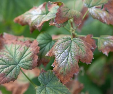 Verticillium Wilt