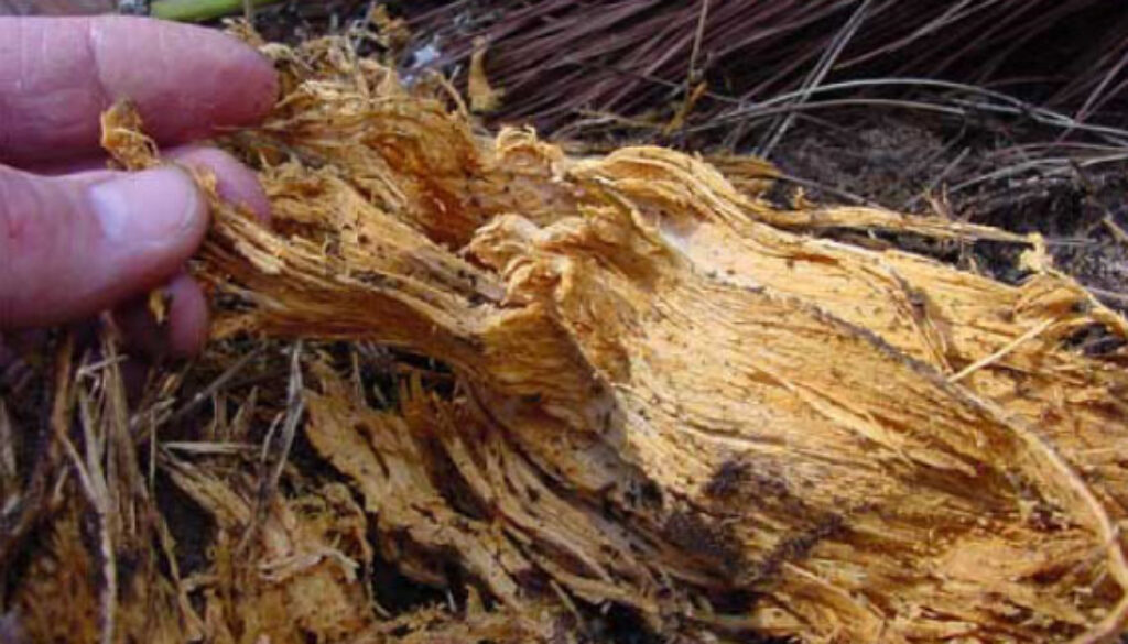What is Heterobasidion root disease (HRD)