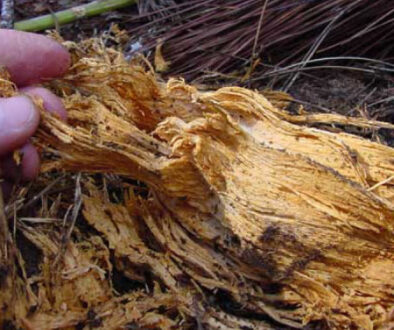 What is Heterobasidion root disease (HRD)