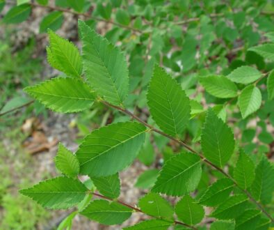 Why are Siberian Elms considered Invasive