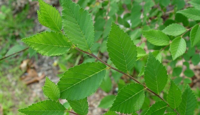 Why are Siberian Elms considered Invasive