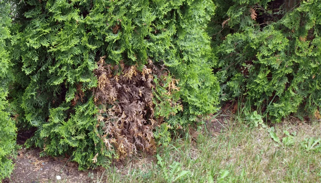 Why is my Arborvitae Turning Brown?