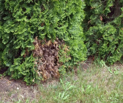 Why is my Arborvitae Turning Brown?