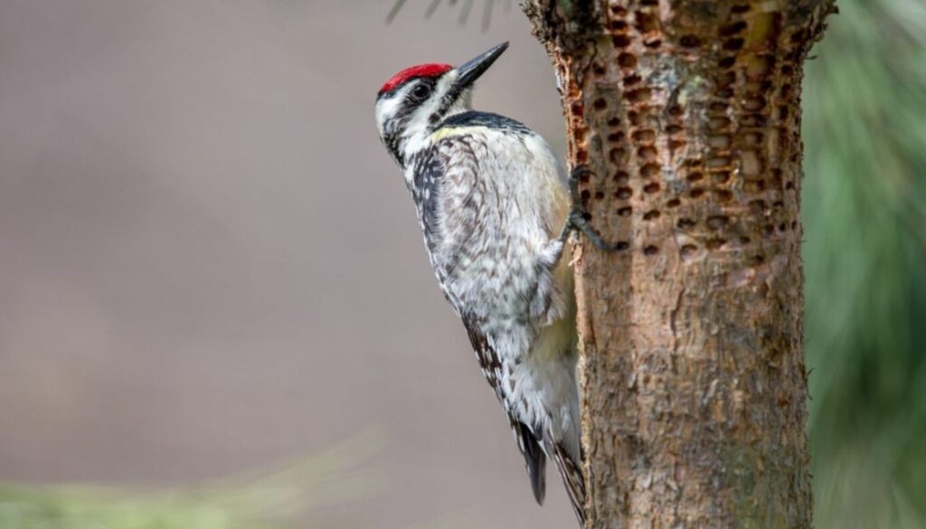 Will a Woodpecker Damage your Trees