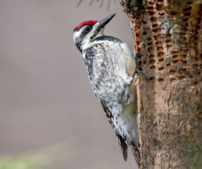 Will a Woodpecker Damage your Trees