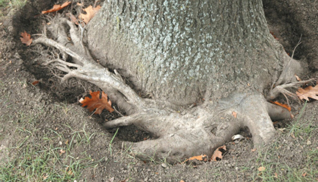 girdling roots and other root collar problems
