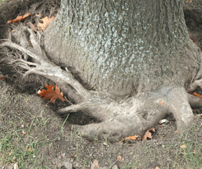 girdling roots and other root collar problems