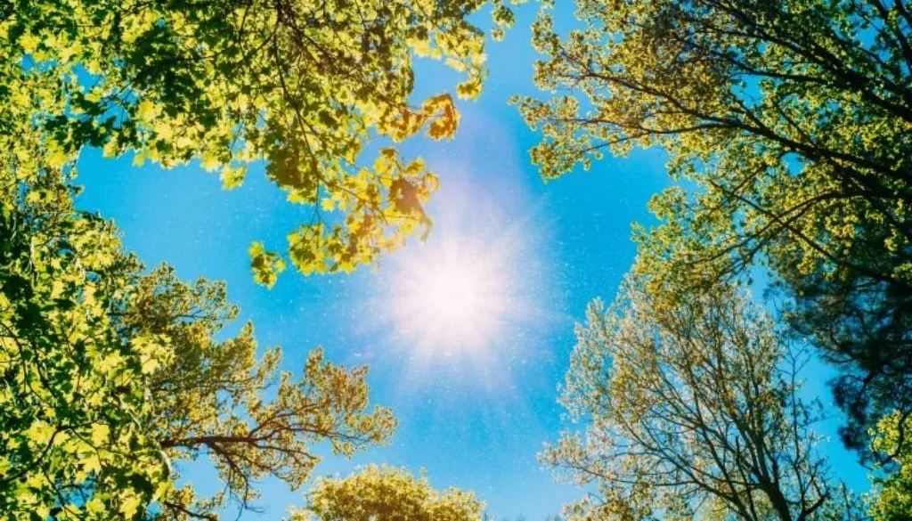 protecting your tree summer heat