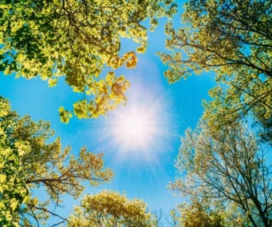 protecting your tree summer heat
