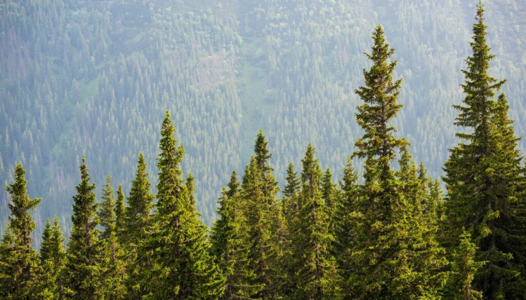  Are Conifers and Evergreens the Same Thing?