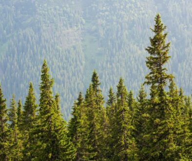  Are Conifers and Evergreens the Same Thing?