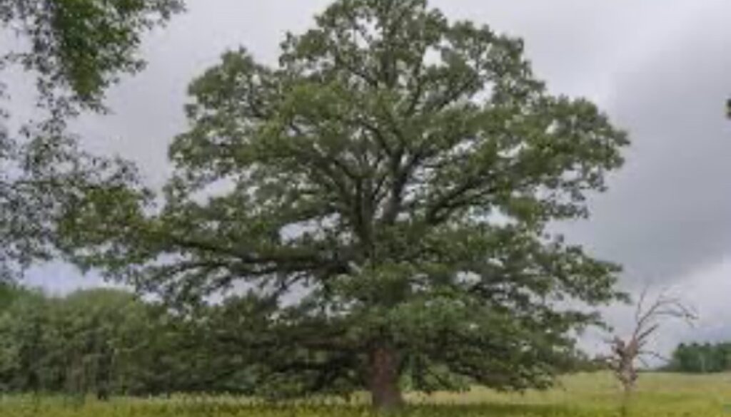 Caring for Mature Trees in Wisconsin