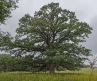 Caring for Mature Trees in Wisconsin