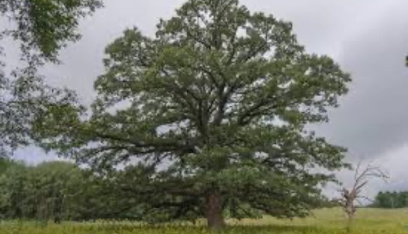 Caring for Mature Trees in Wisconsin