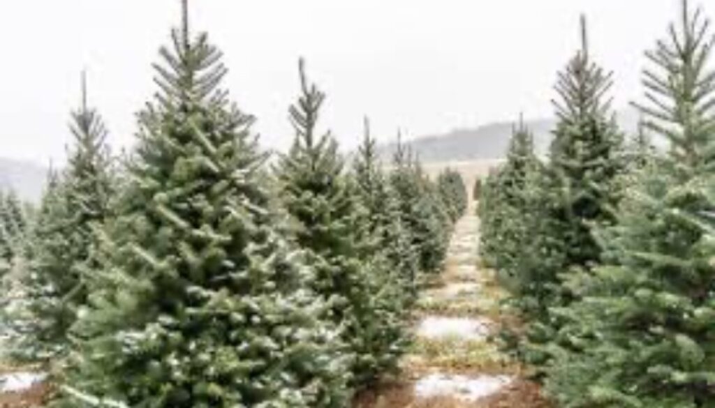 Fir Trees and Their Hidden Hazards