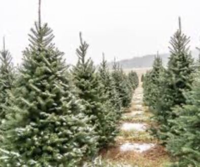Fir Trees and Their Hidden Hazards
