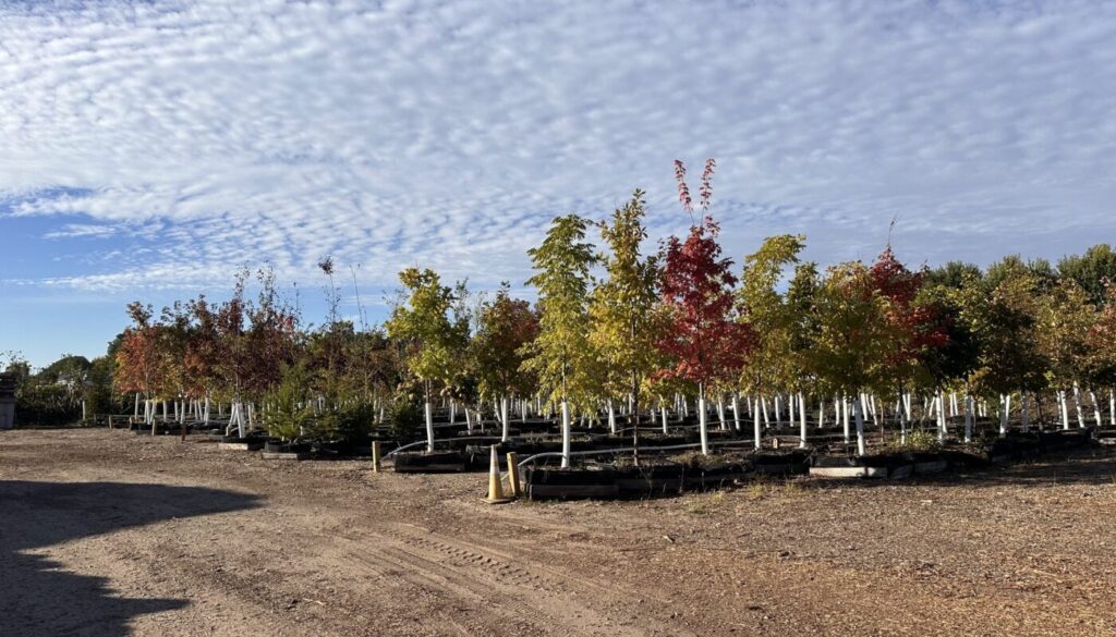 Proud to Carry Legacy Trees