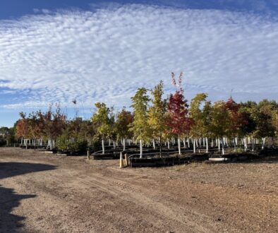 Proud to Carry Legacy Trees