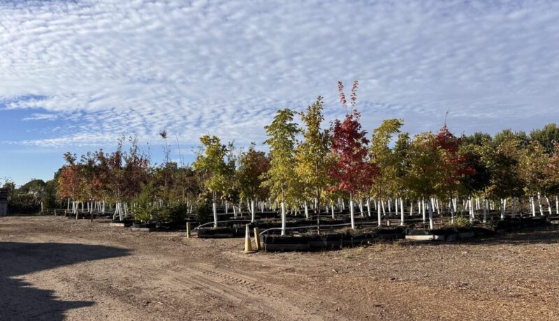 Proud to Carry Legacy Trees