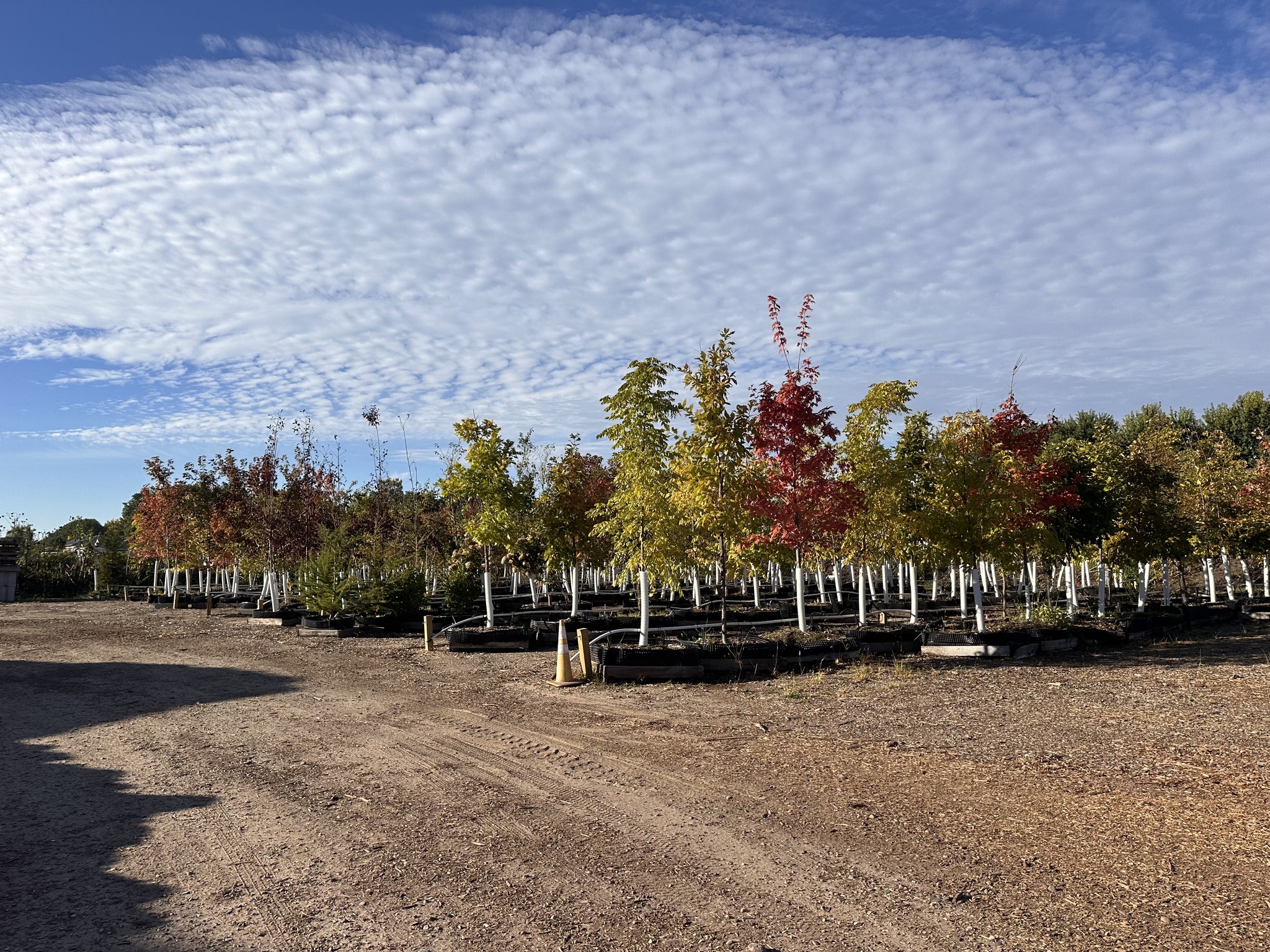 Proud to Carry Legacy Trees - Johnson Ops Tree Care