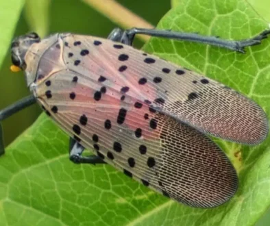 Should Wisconsin be Concerned with the Spotted Lanternfly