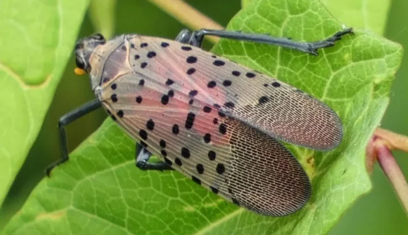 Should Wisconsin be Concerned with the Spotted Lanternfly