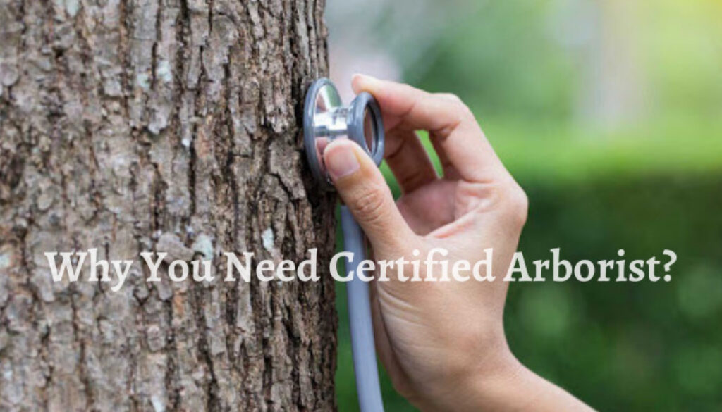 Signs you may need to contact a Certified Arborist