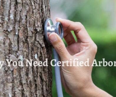 Signs you may need to contact a Certified Arborist