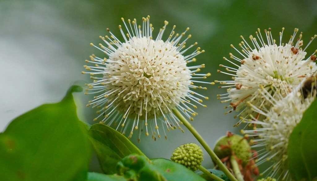 The Beauty of Buttonbushes